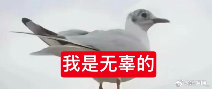 这个海鸥家族有种回到空瓶的时候爸妈结婚完异地了 孩子自己浪🙉 