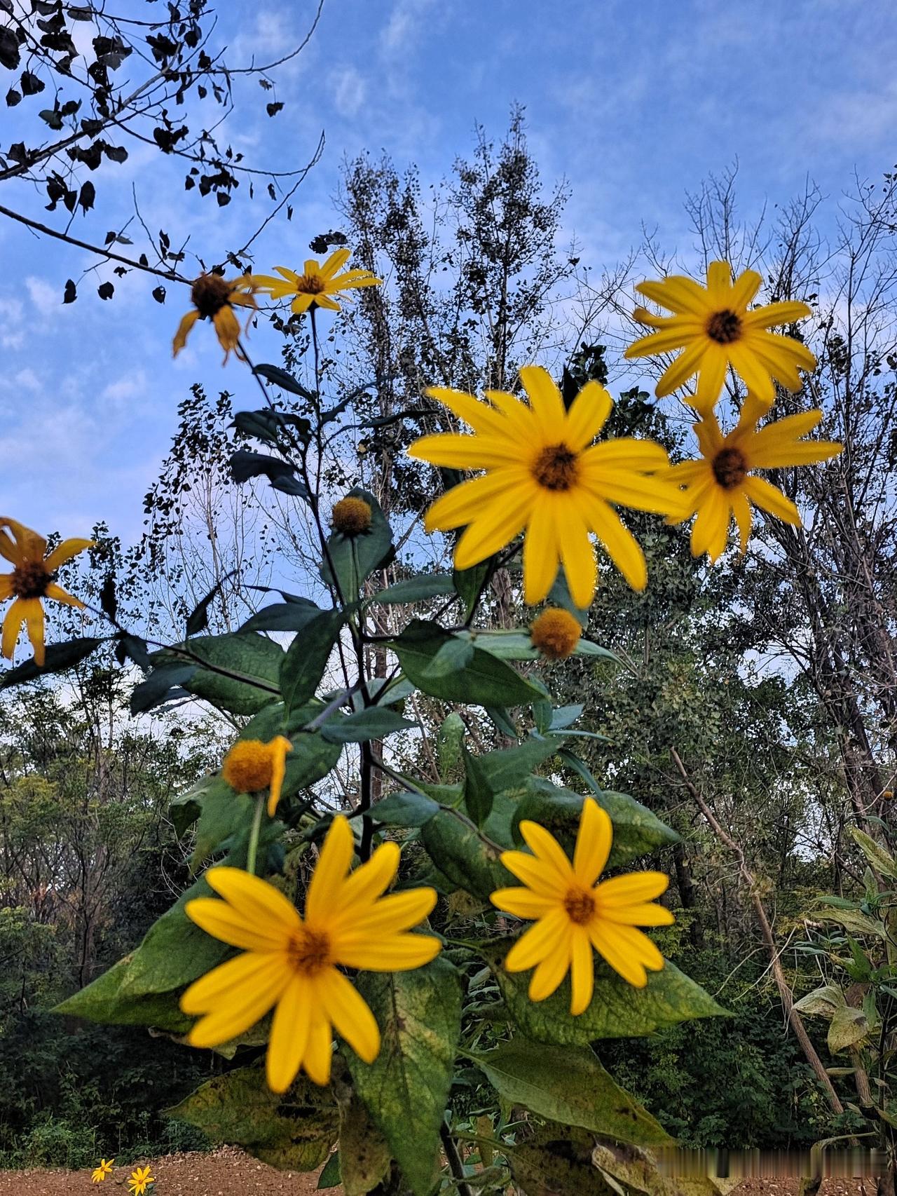 路边荒地遇黄花，吃过根茎未见花！猜猜这是啥？
 
荒田野地绽金花
形似葵盘映晚霞