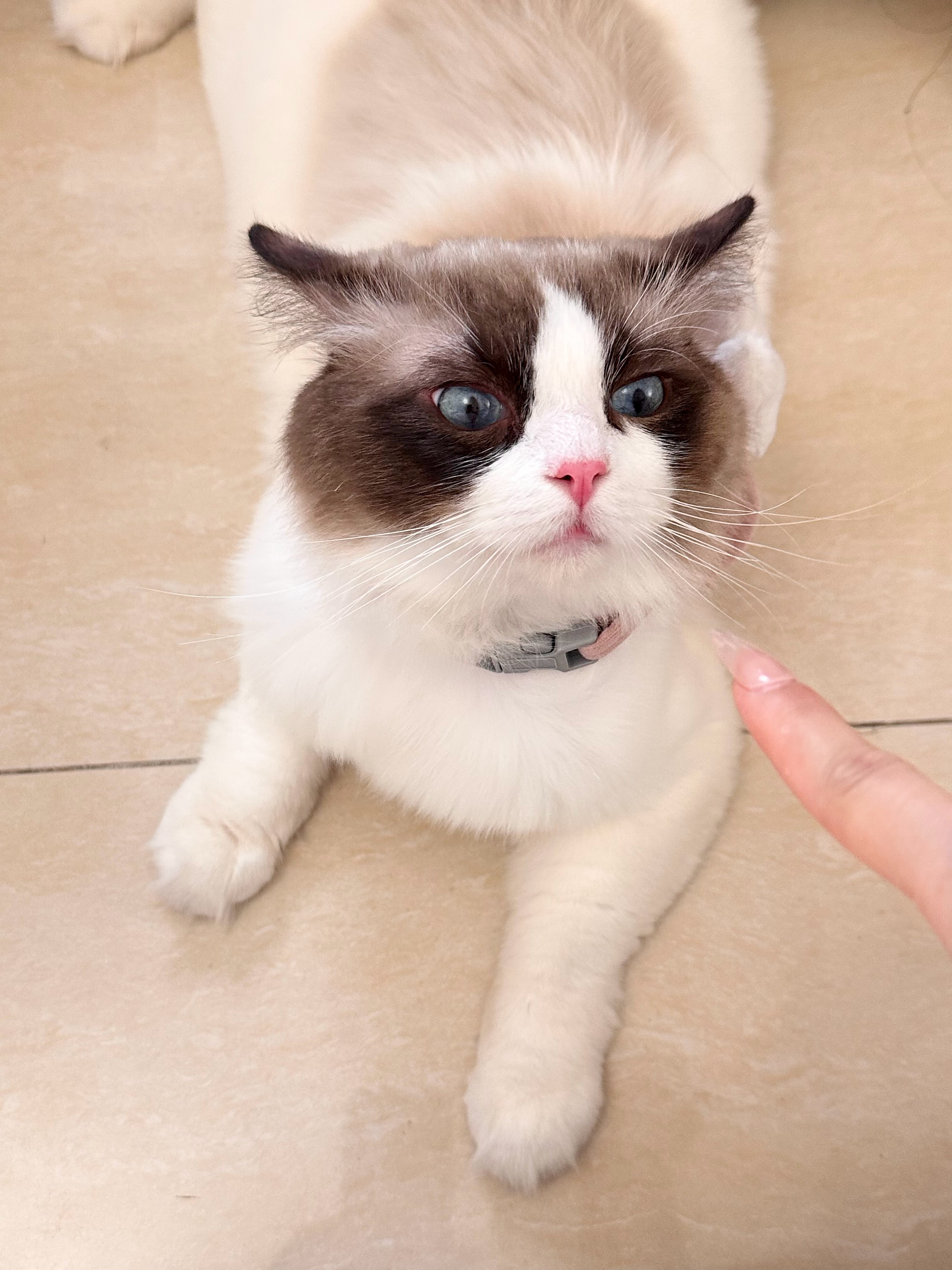 小喵喵进入无敌放松状态🐾🐈！！！ 