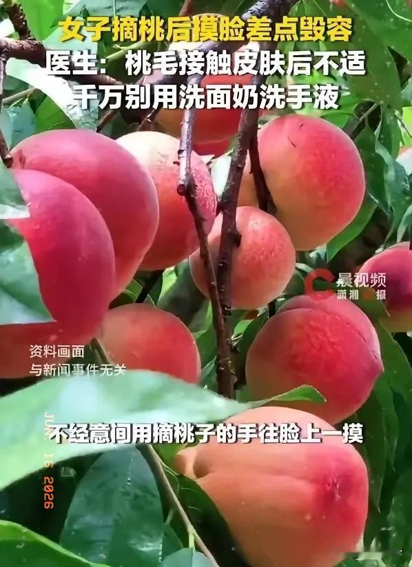 “大家要重视了！”6月14日报道，浙江杭州，一女子摘桃子时，手沾了桃毛，随后用手