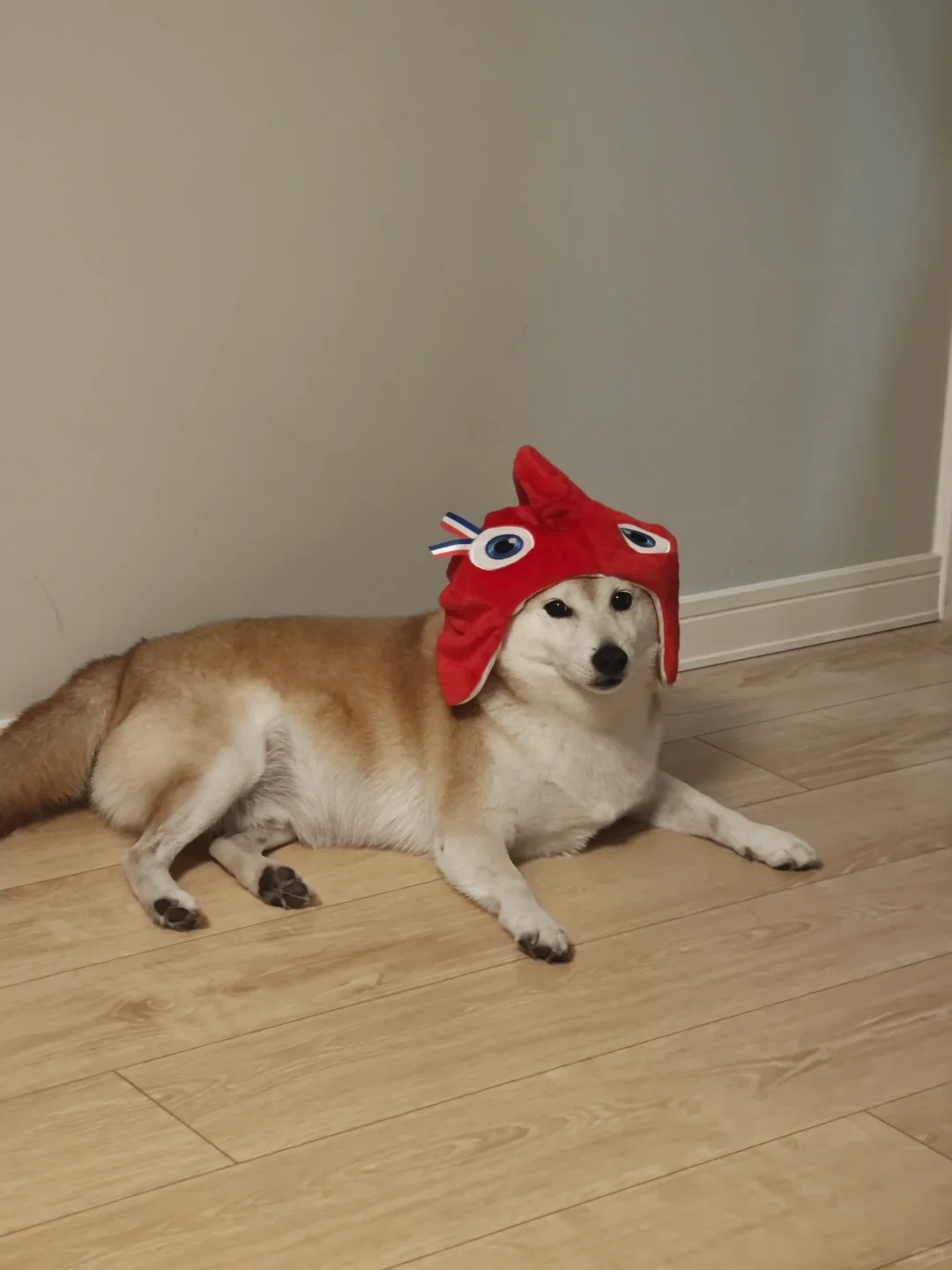 旅游一定要给小狗带礼物