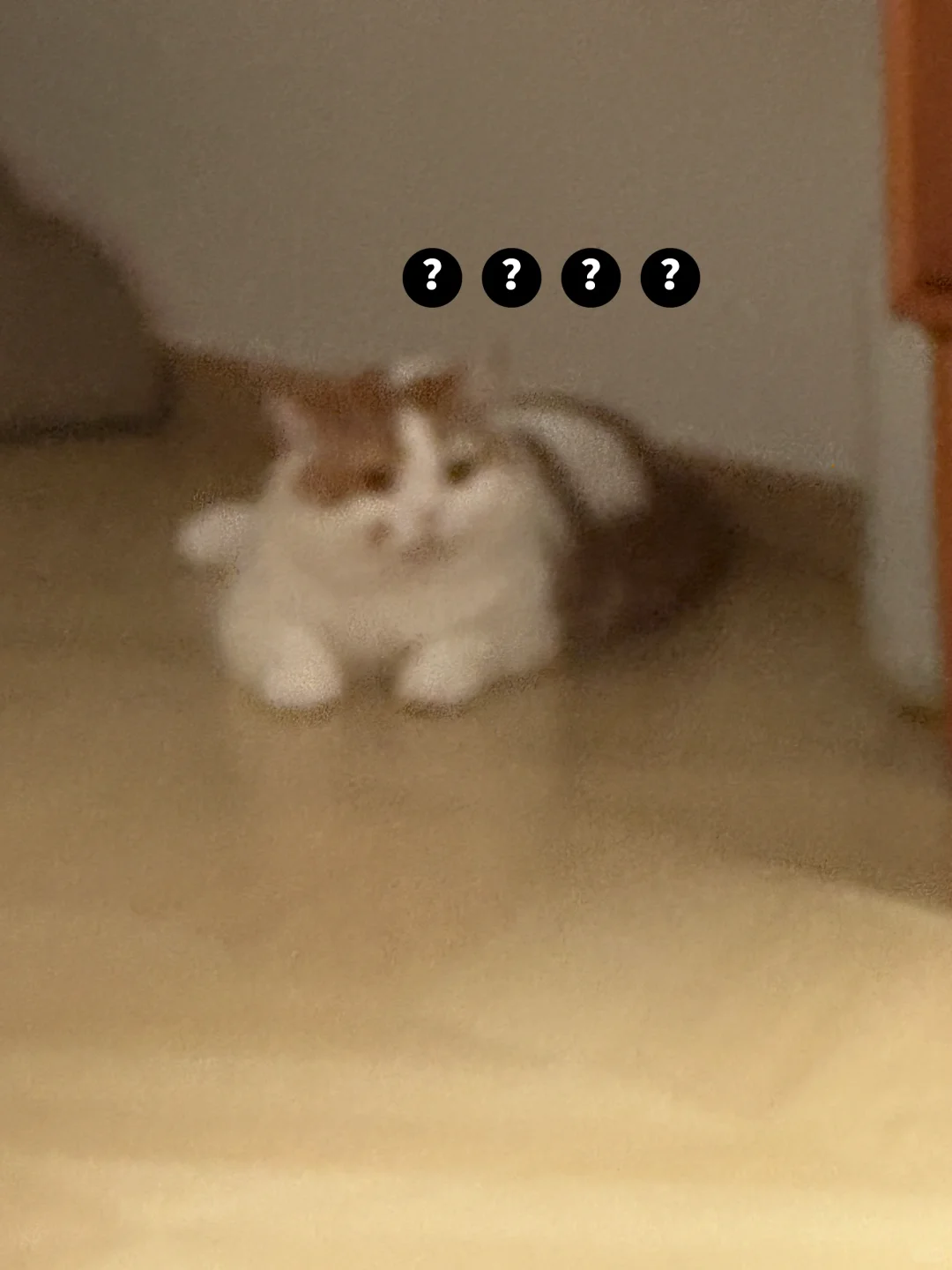 给小猫拍糊了 但还是好可爱