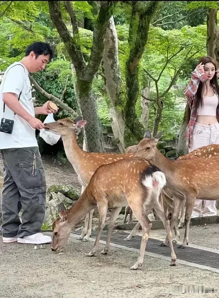 这是王思聪和女友懒懒在日本喂小动物的情景。
照片中的王思聪很专注，非常耐心地喂着