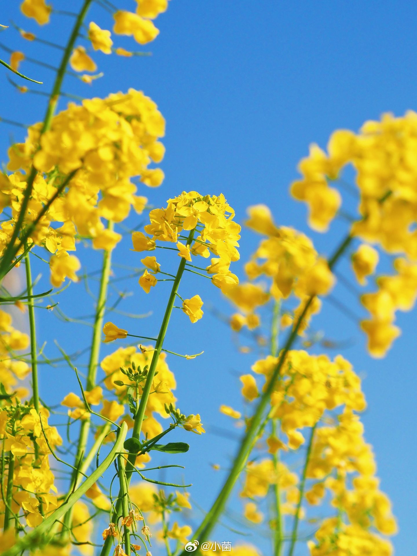 小菌 早朋友们             故事里的小黄花。春天如约而至，油菜花就是