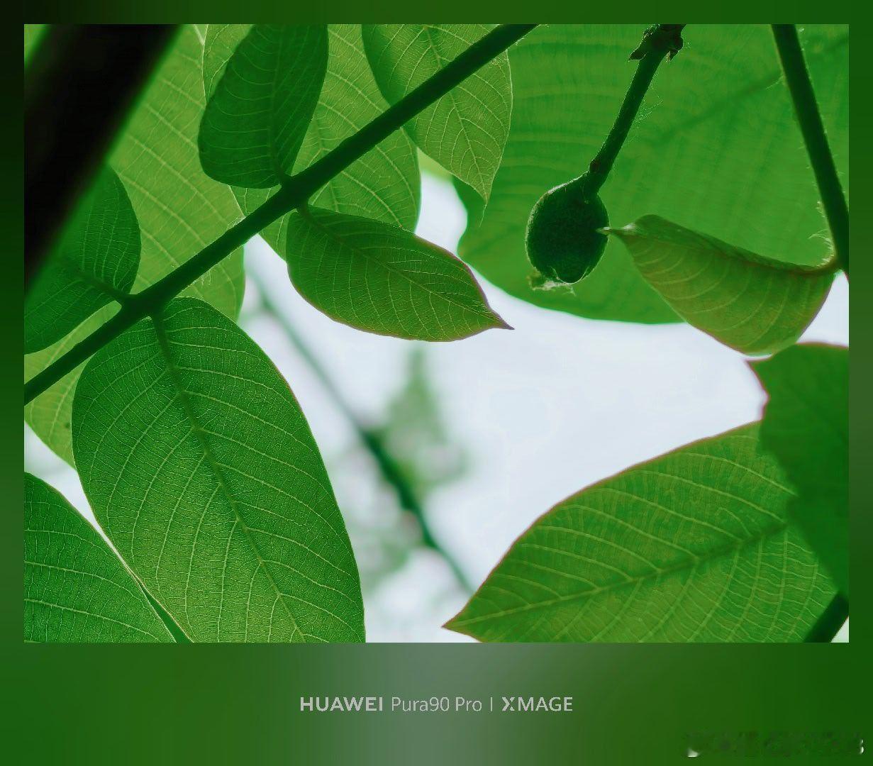 春日限定的一抹新绿抬头撞见的小惊喜，嫩生生的小果子挂在叶间，风一吹就跟着晃，连空