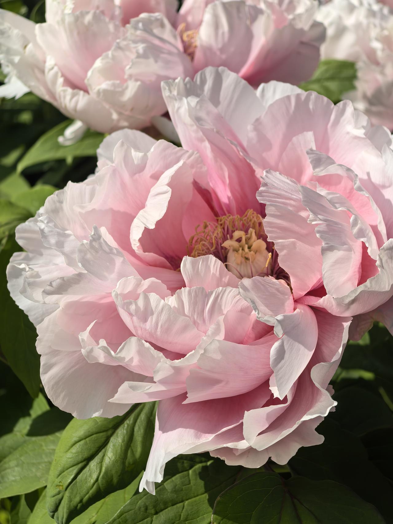 能从花容里感受到生命的盛放和无拘无束，牡丹的美让人震撼、惊艳。用国色天香形容它们