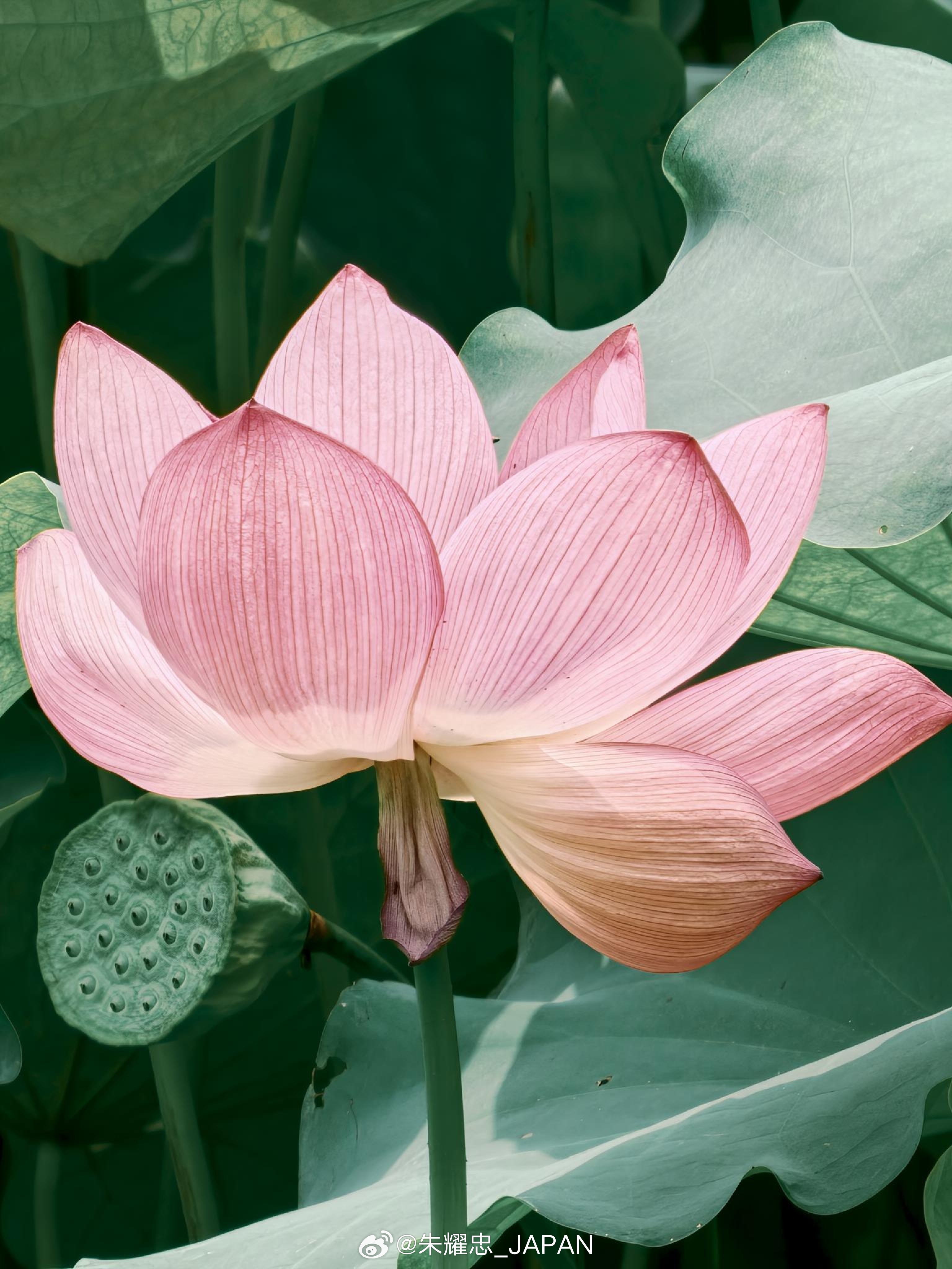 今天上午去了大宁公园 看荷花好像今年的上海荷花 睡莲节今天开幕手机拍 上海·大宁