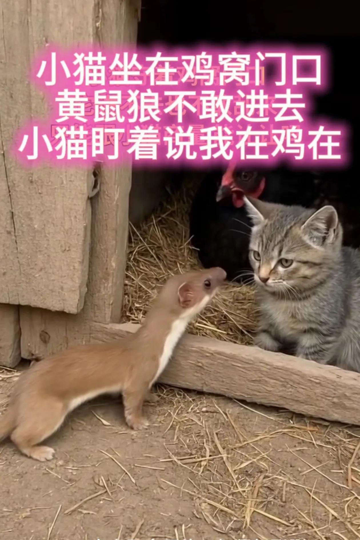 黄鼠狼给鸡拜年有猫站岗