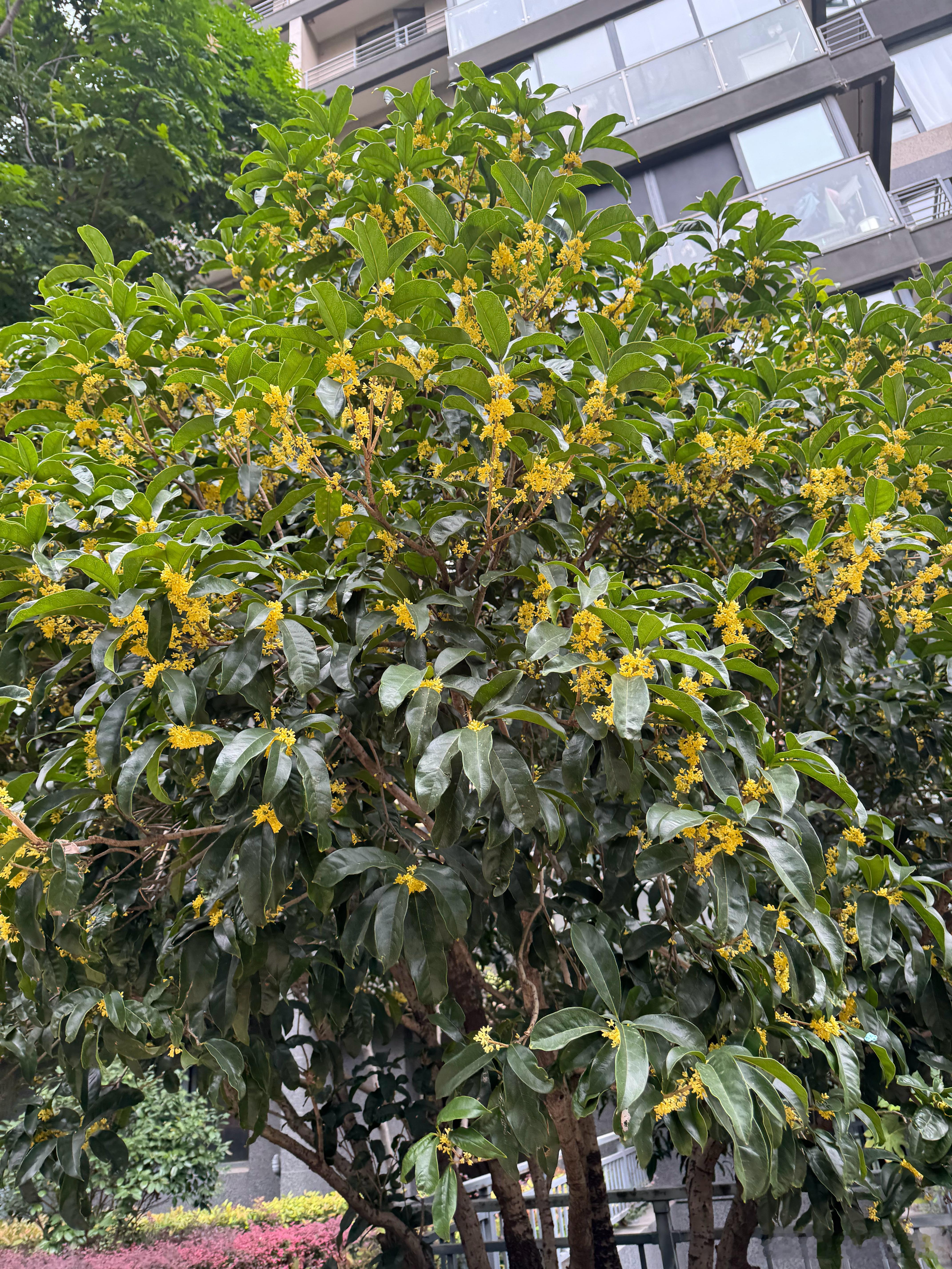 雷军第100次健身打卡 打卡了……我也打卡了……路边的桂花真的香哈！跑步真的，闻