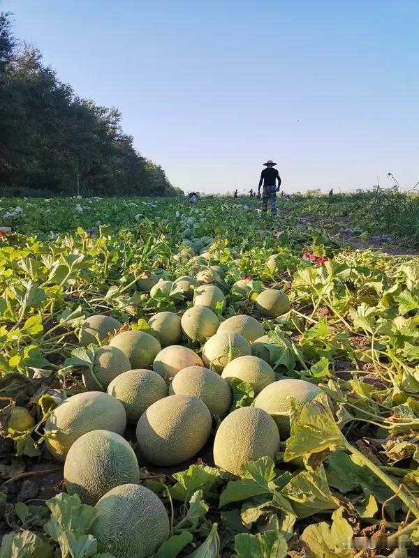 瓜农谈西瓜滞销：一瓶水钱能换3个瓜 瓜农谈西瓜滞销：一瓶水钱能换3个瓜
最近看到