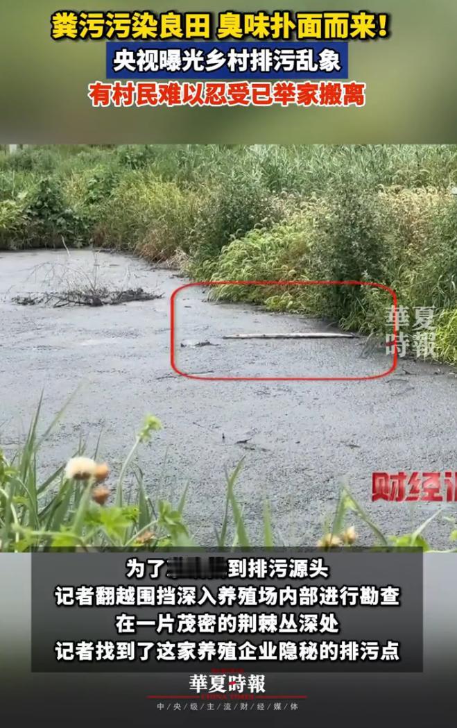 河北故城养猪场偷排粪污被央视曝光，当地连夜彻查整改
刷到央视这篇实地调查报道。
