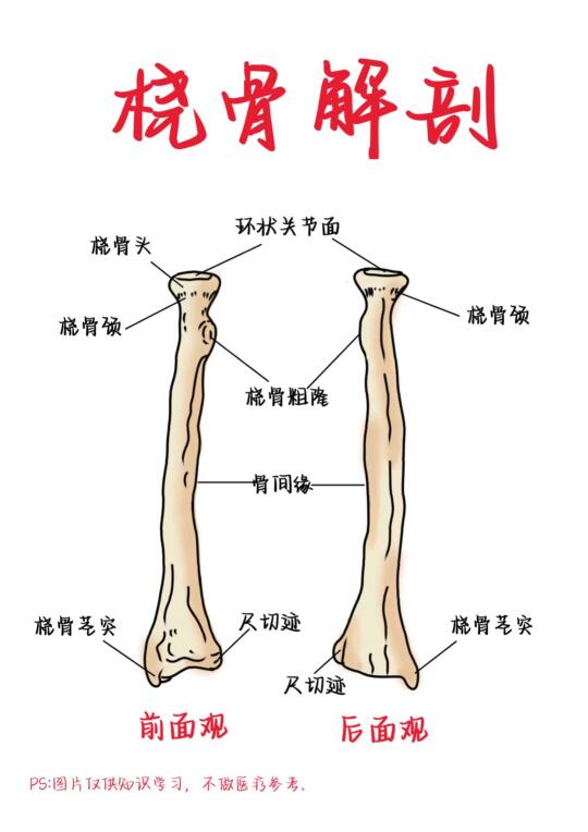 医学生笔记——桡骨解剖