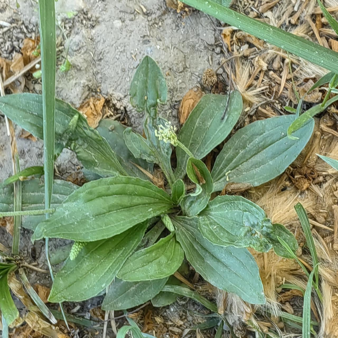 这个草在您们老家叫什么名字？
老家神秘草 民间草药材 草照片 草也开花了 扡草 