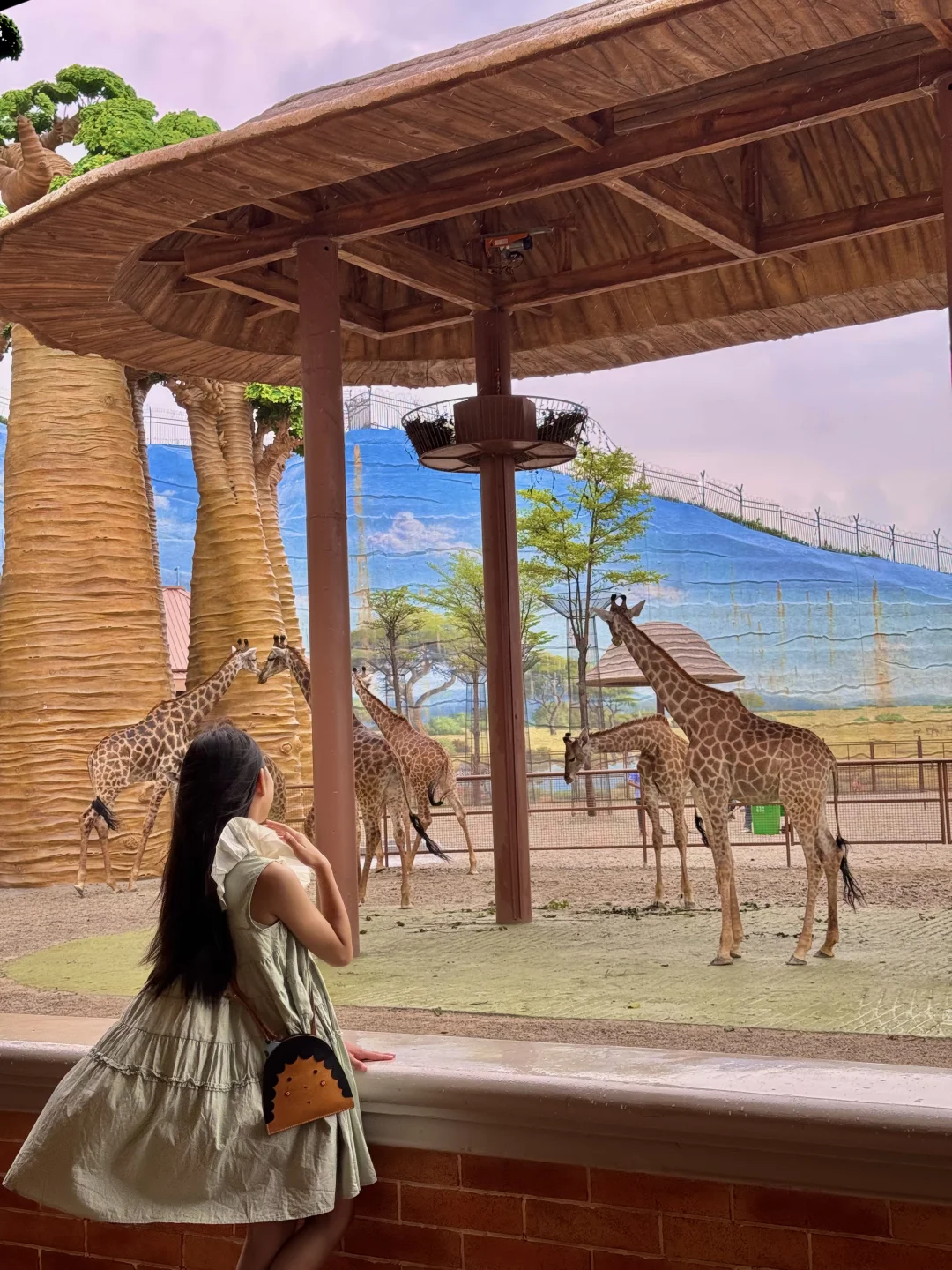 没有去肯尼亚❗️就在泉州❗️长颈鹿🦒帮我带娃