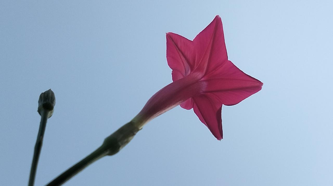 绿化带随拍花草叶茑萝，也常被称为：五角星花。