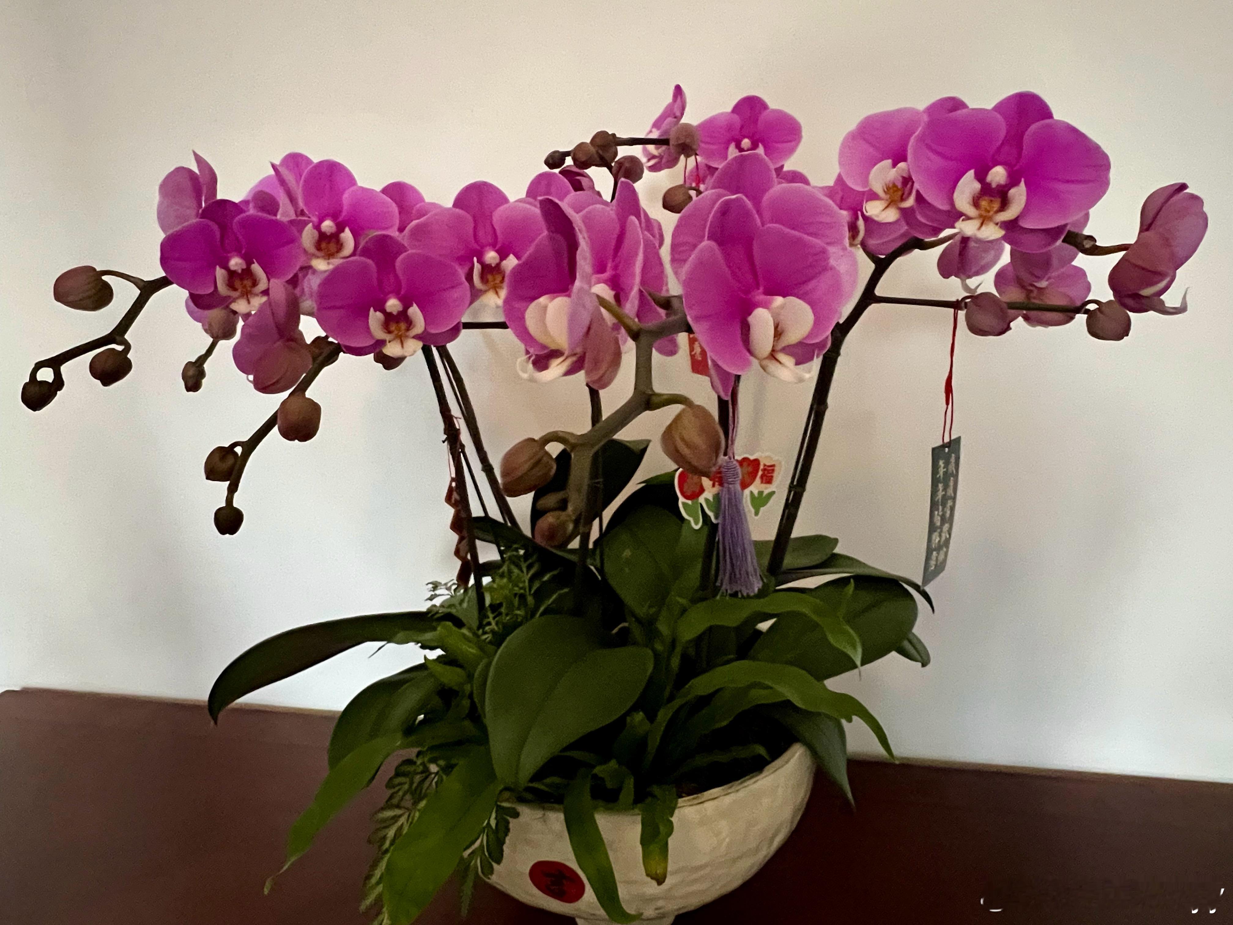 我家的年宵花美丽的蝴蝶兰。 
