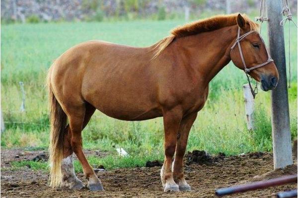 马为什么要站着睡觉？不会不舒服吗？其实不是马不想躺，而是不能躺！

你见过站着睡