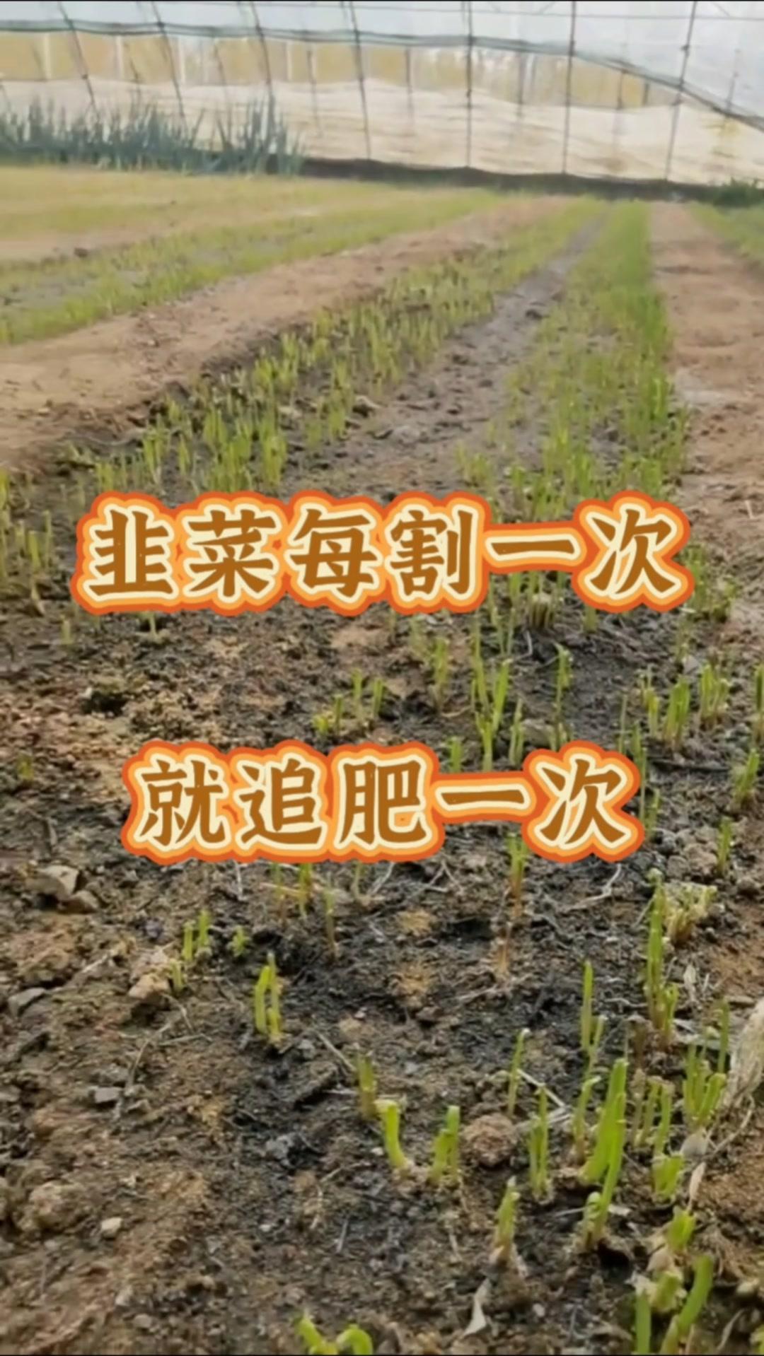 刈割一次韭菜，待伤口愈合新叶长出后，都必须施肥浇水一次。
❌切记不要在割后立即在