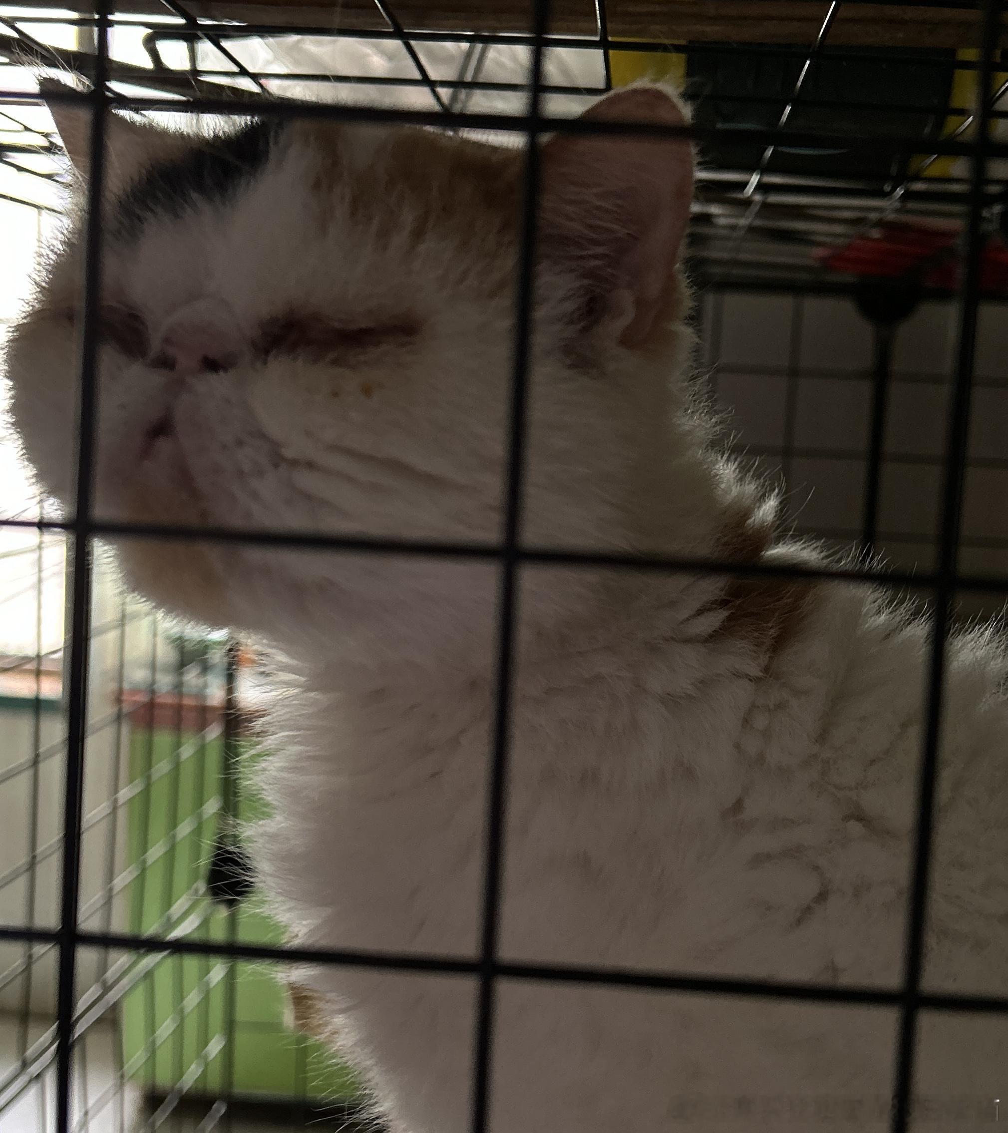 50046【丑猫】看久了觉得家咪也是极有姿色的，至少咪的背影很圆润肥美 