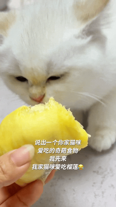 别人家小猫都躲着榴莲走，嫌味道臭烘烘的，碰都不碰。就我家这只小馋猫，偏偏独爱榴莲