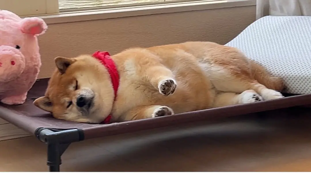 柴犬表情包 谁能拒绝会旺财的修狗 和柴犬沟通的正确方式 柴柴日常 小狗...
