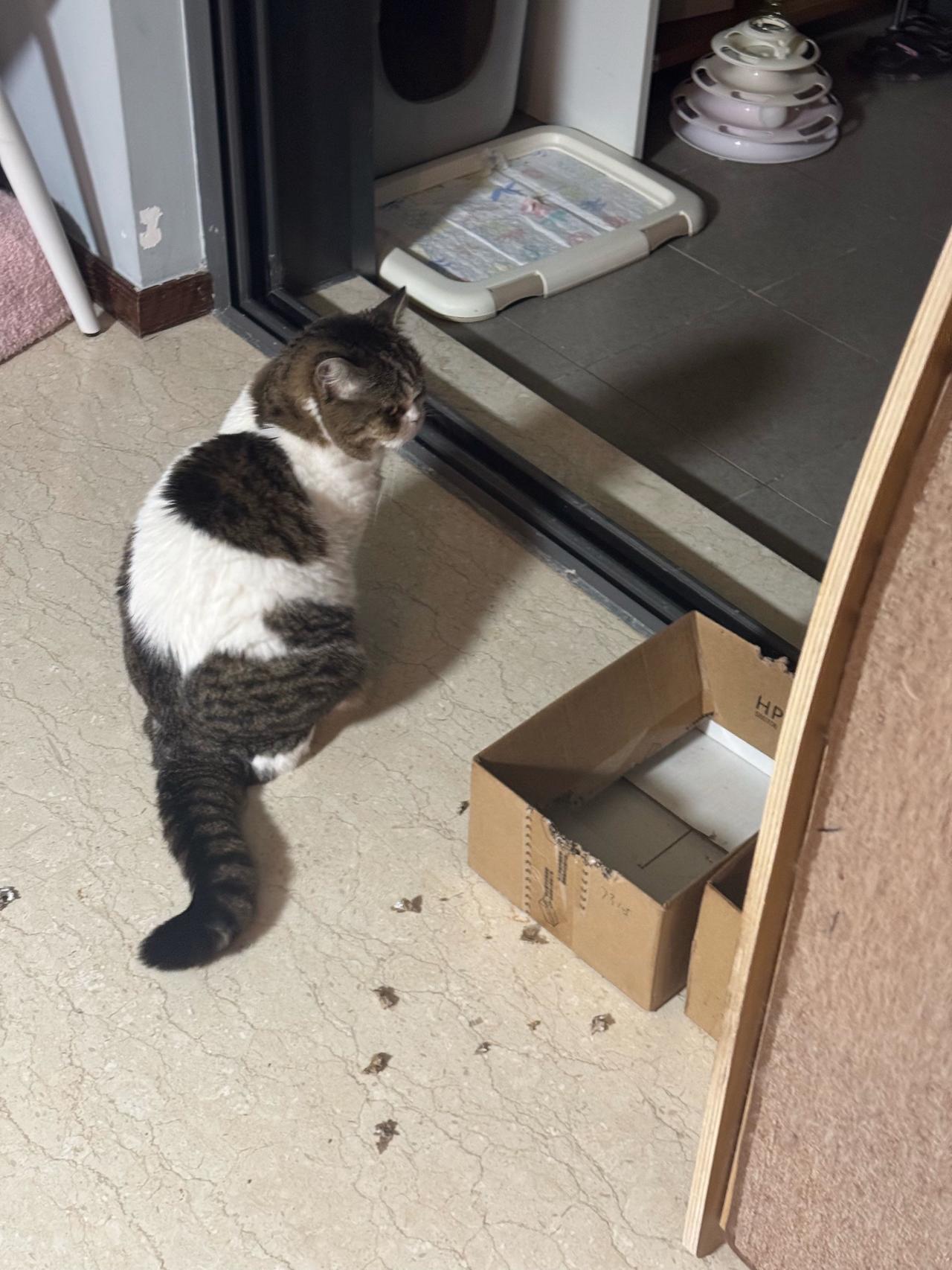 母子拆家团又行动了！
有喜欢治愈系又可爱的猫咪的吗?