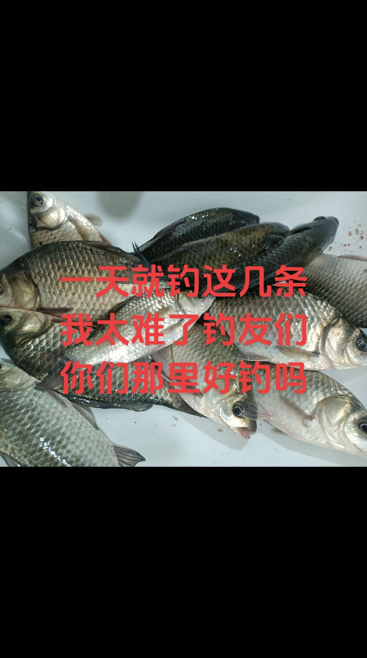 #钓鱼的乐趣只有钓鱼人懂 一天就钓了这么几条鱼，我太难了。