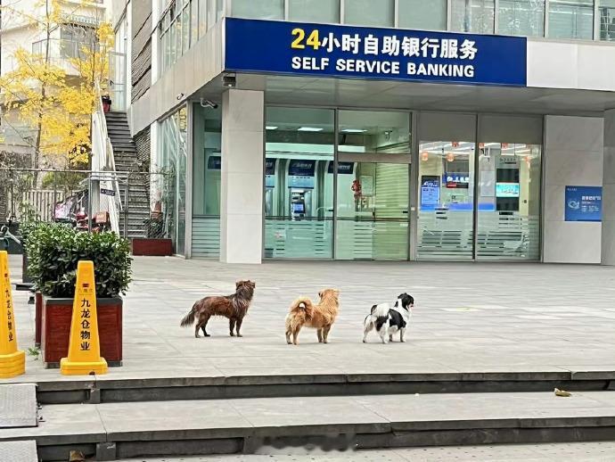 “小狗的抢银行计划” ​​​