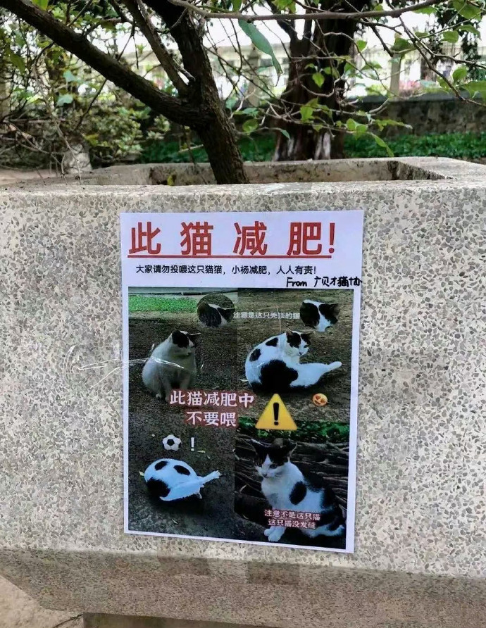 猫猫:吃瓜吃到自己家…… 