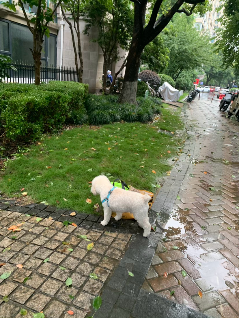 暴雨的间隙赶紧出来 
