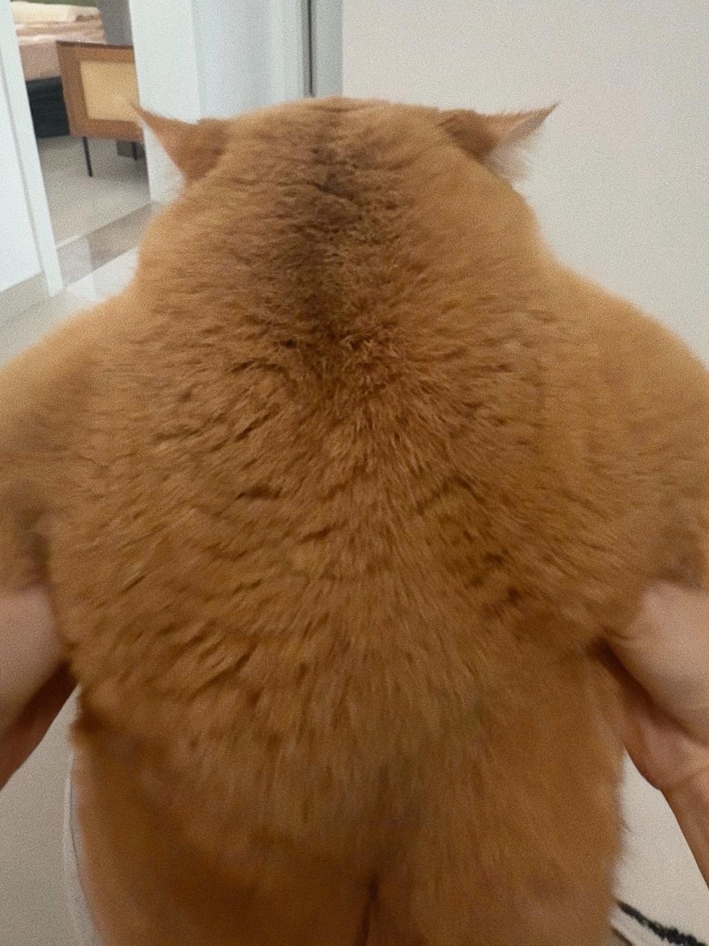 人 你累了可以靠在咪的背上哭泣。