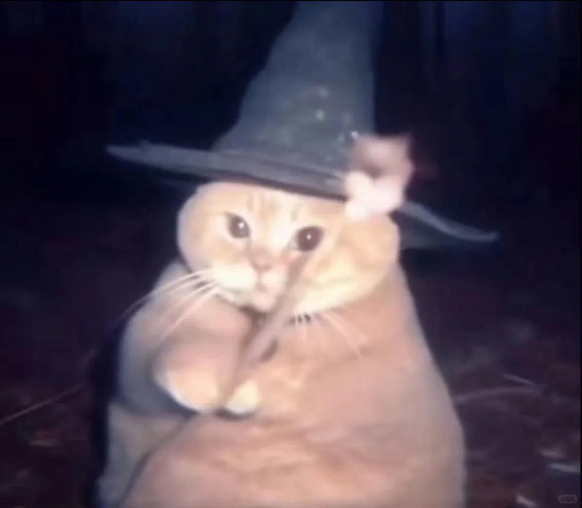 会魔法的小猫🪄