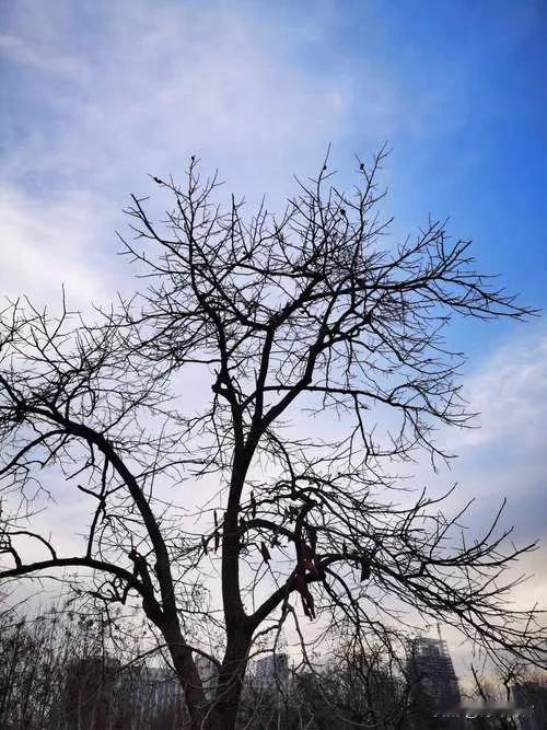 上联:秃枝一岭悲秋意;
下联:金果满山喜丰年。
任君再对上联或下联。