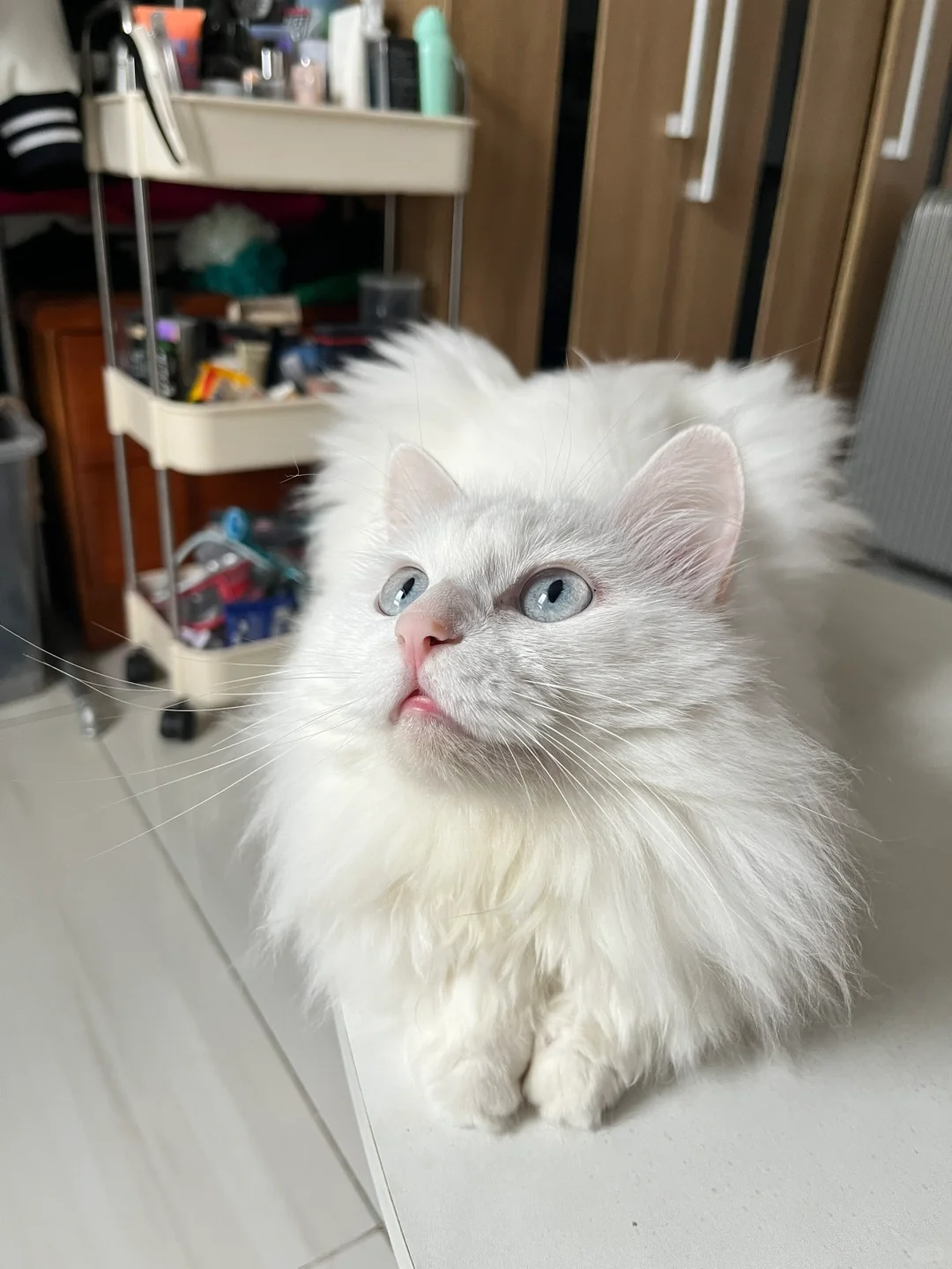 谁家的猫咪这么漂亮呀