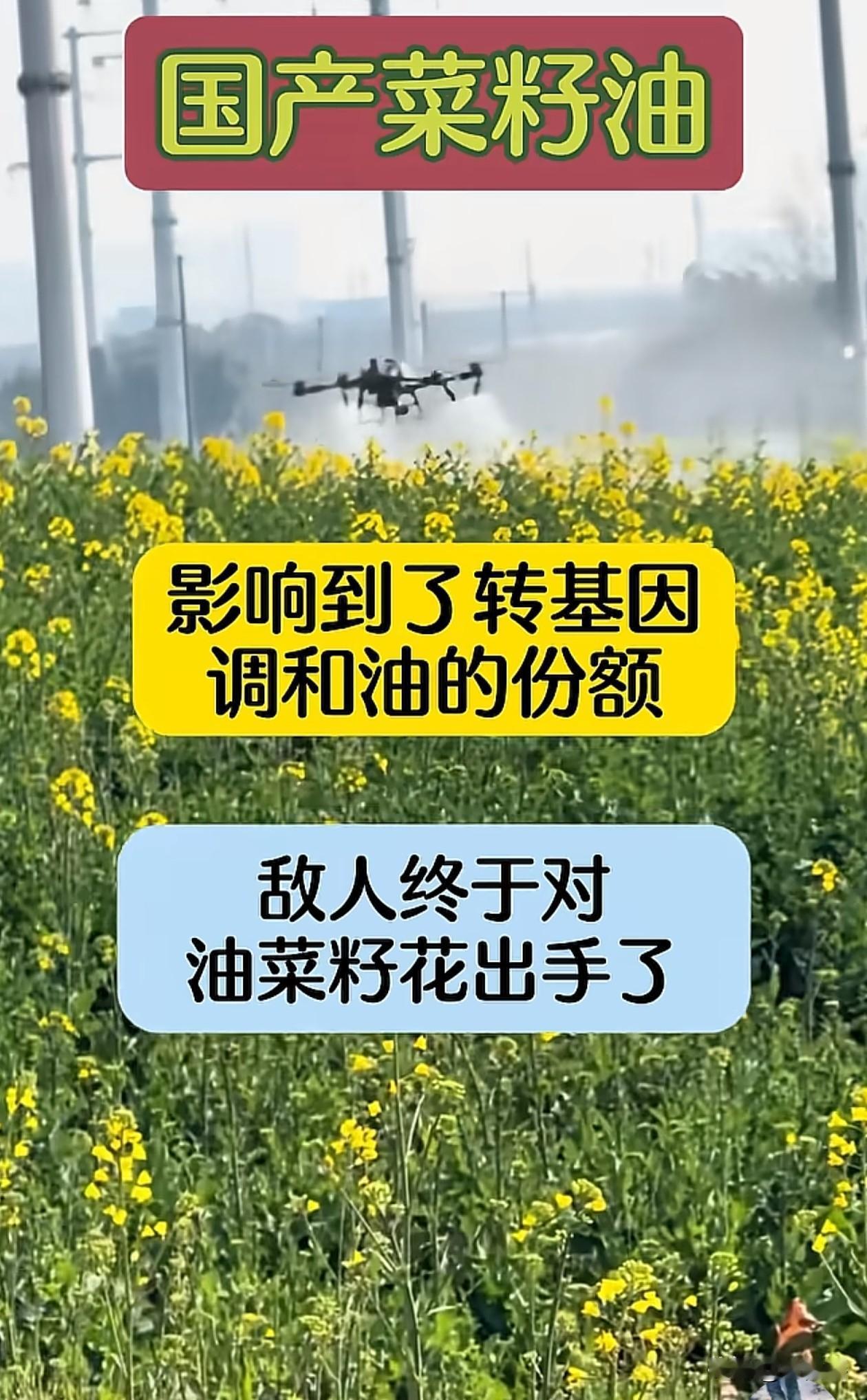 利益链条出来了，油菜花旺盛——油菜籽高产——菜籽油增加——影响调和油市场份额
