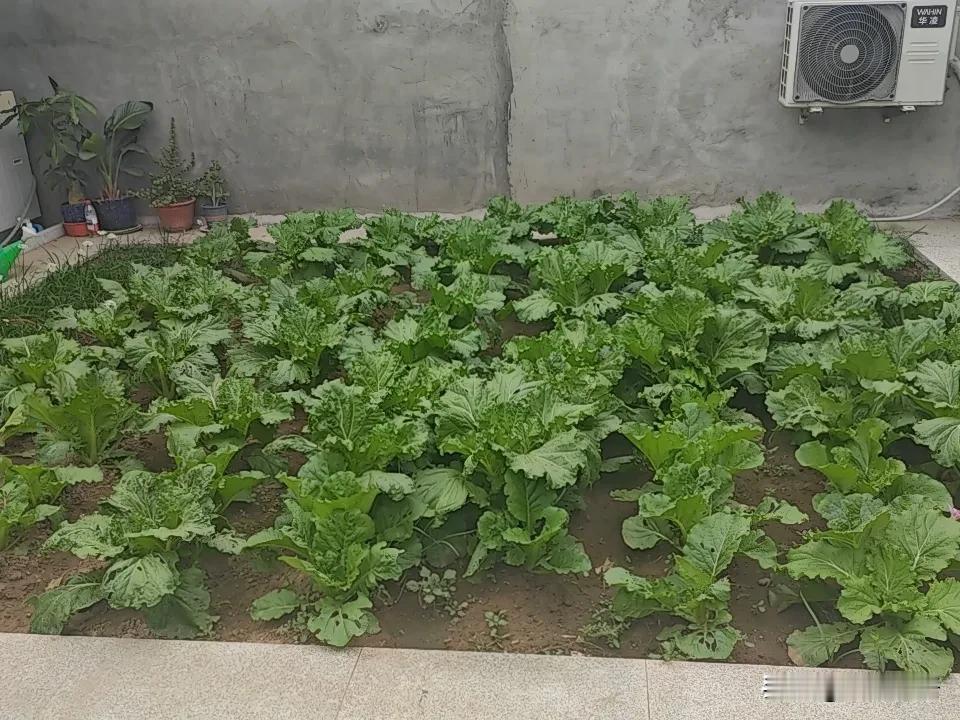 今天白露，这天儿，嗖儿的一下，就冷了。
昨天，还穿了个短袖儿嘚瑟，今天，乖乖的穿