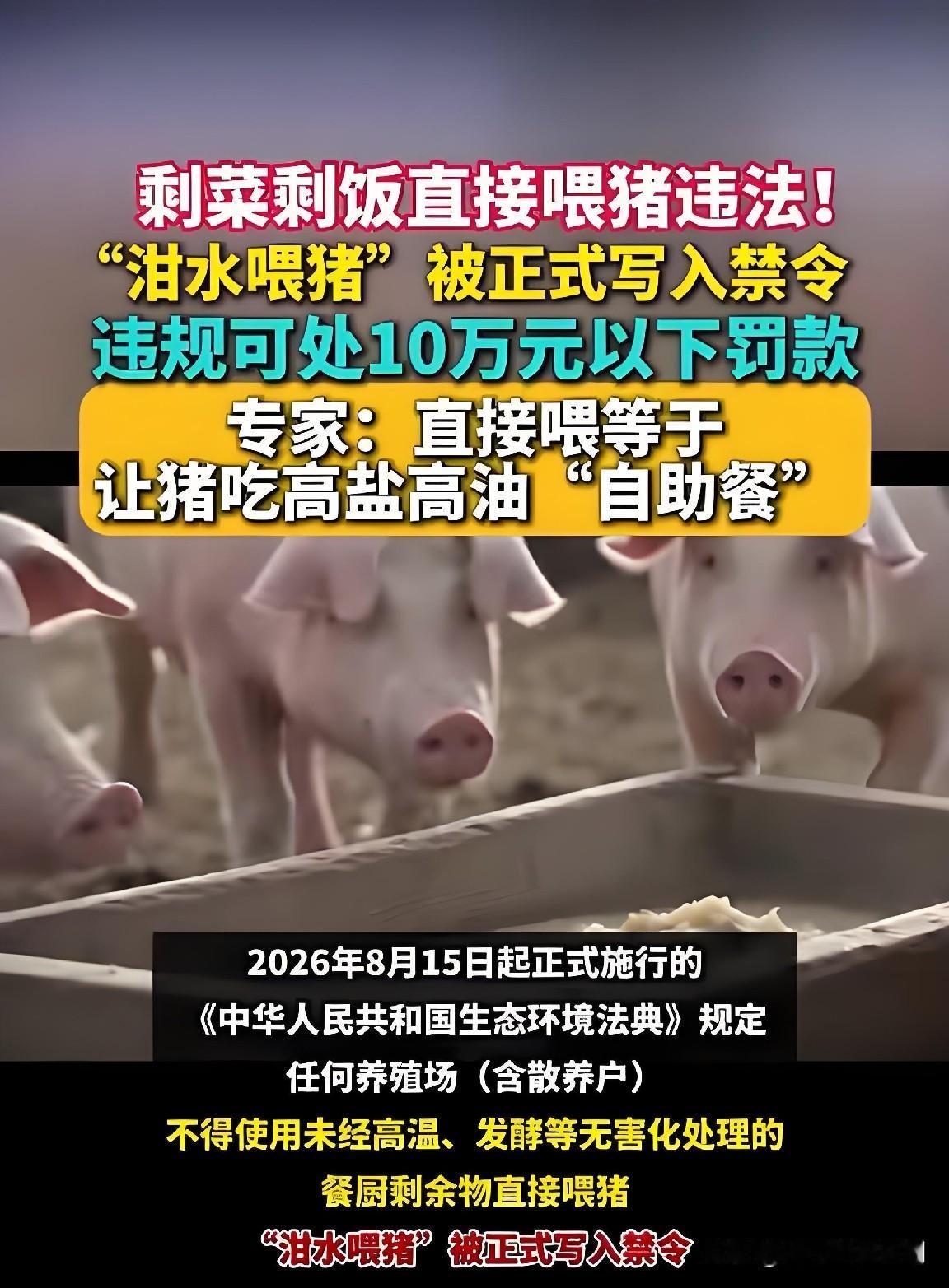 最近“剩菜剩饭直接喂猪违法”的话题引发全网热议，不少农户慌了神，其实真相并非一刀