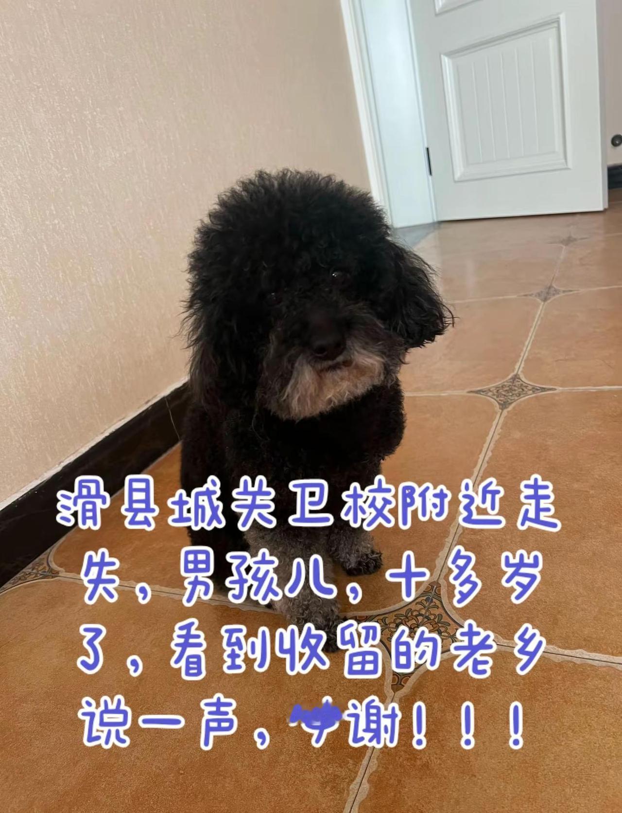 滑县城关卫校附近走失，男孩儿，十多岁了，看到收留的老乡说一声，必谢！！！滑县寻狗