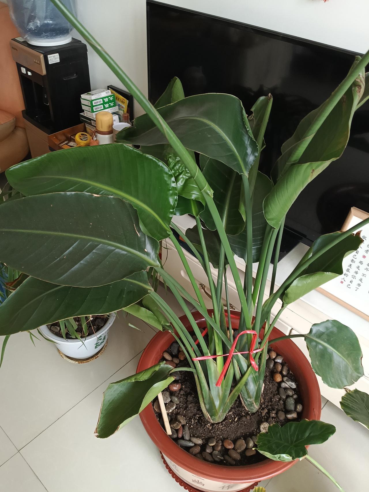 在家带娃十年，
只学会了做面食，

每天做饭，收拾家里，照顾孩子，
现在想想好亏