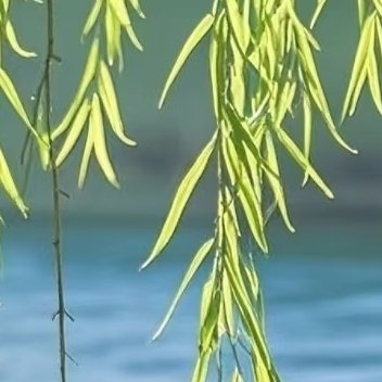0000柳树种植方法1. 选地整地：选在地势平坦、光照足、排灌方便的地块，提前翻