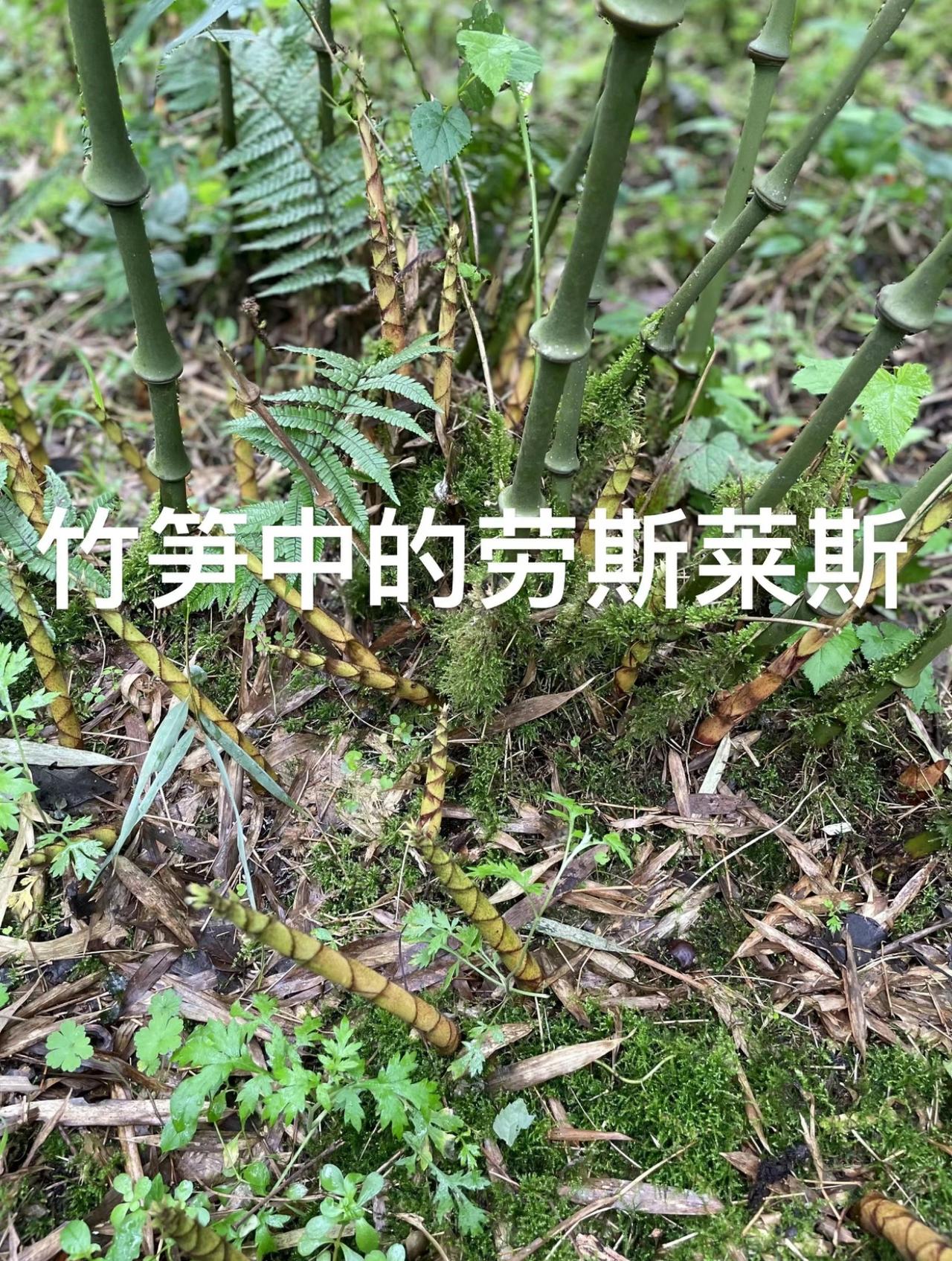 被誉为竹笋劳斯莱斯 脆嫩无渣舌尖山珍
