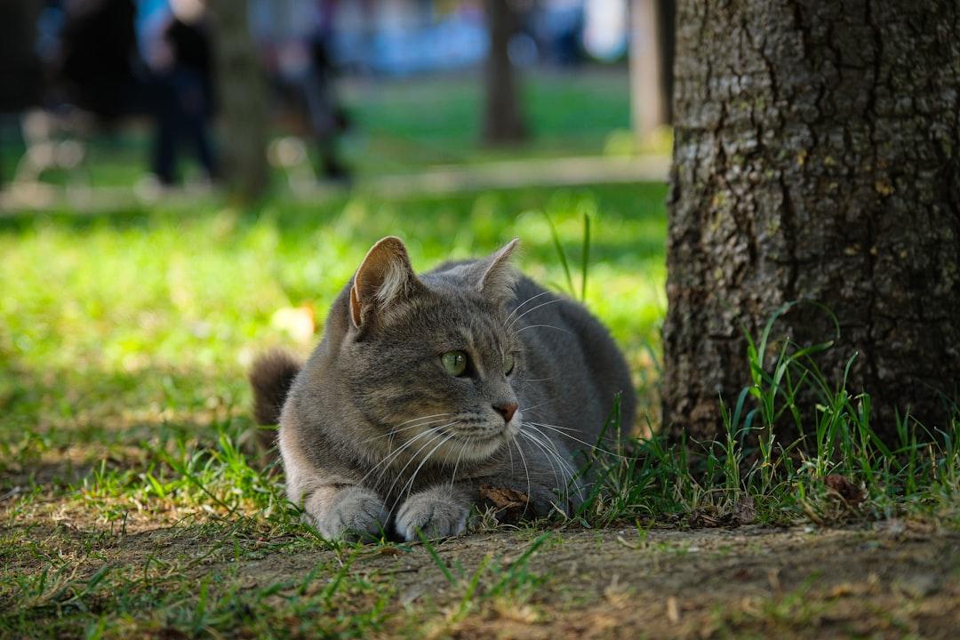 加拿大一猫感染H5N1当天暴毙！FDA紧急警告：猫科动物最敏感，养宠人速查这7条