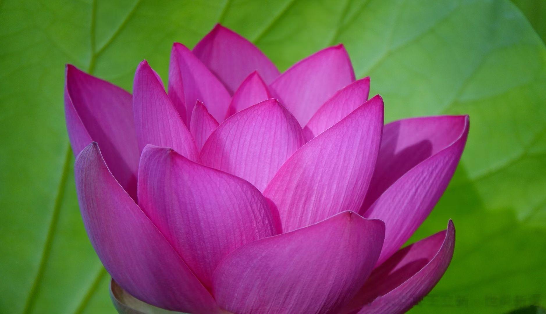 如何改变自己的命运（王立新）重新定位自己，这是定位理论里面非常重要的一条。如何顺