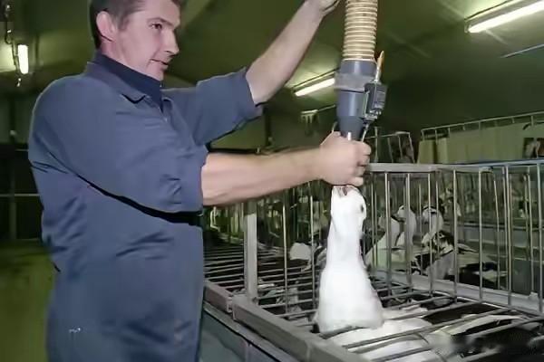 果然和大家想象的一样，
我国鹅肝产量刚刚超越法国，欧洲相关动保组织就立刻发声了。