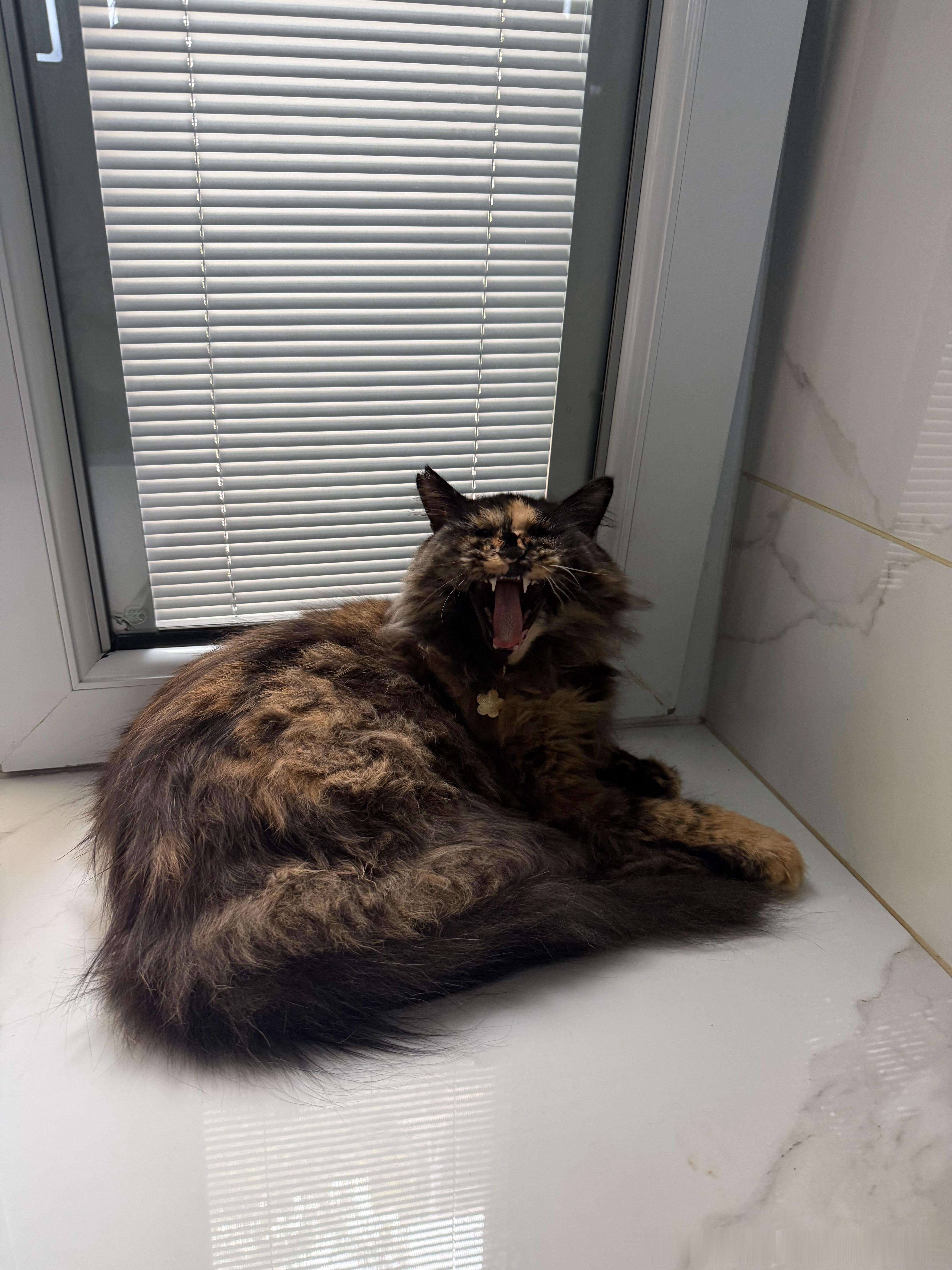 家里又多了好多我不认识的新猫，1,2这只歪脖子是猫妈生完叼到家里送我们的病猫，治