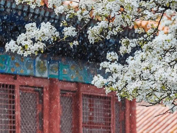 夜来风雨梨花瘦
晓卷帘栊海棠肥