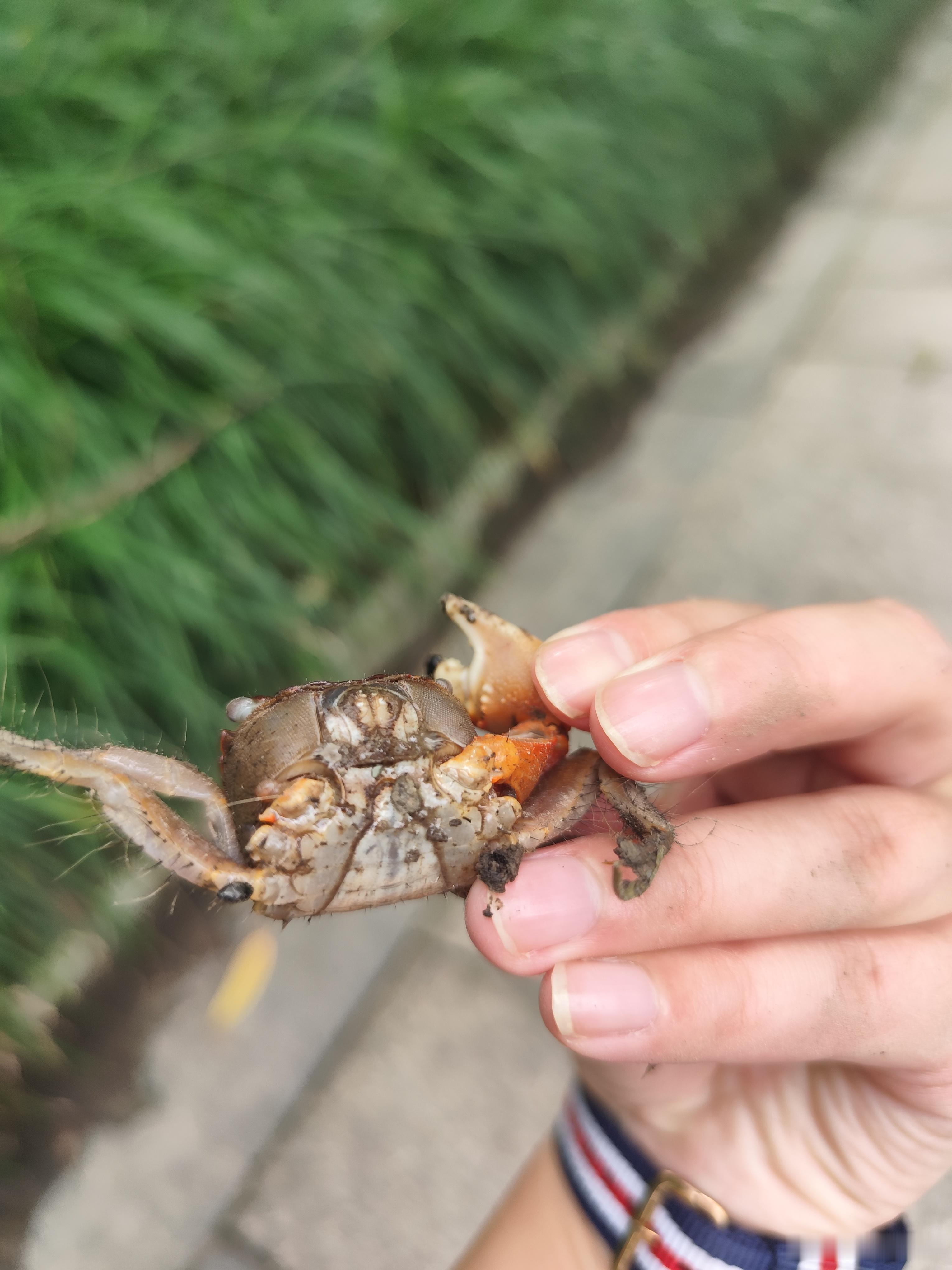 怎么每天都要偶遇螃蟹！ 