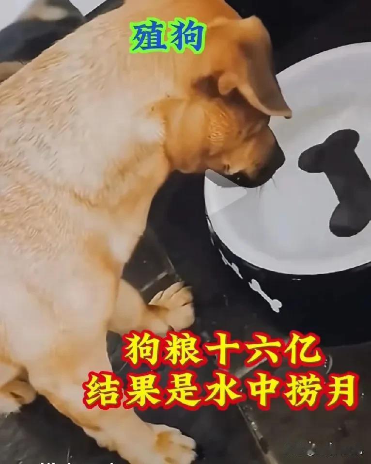 大家悠着点玩“大殖子”们，看这都把人家气成啥样了！都把人家气得不得不冒天下之大不