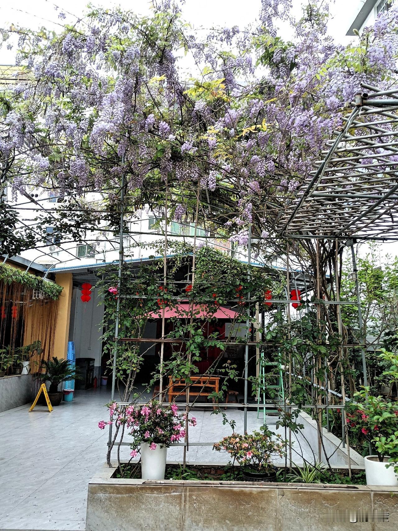 春日雨，包子香，温柔了时光

下雨了，我伫立阳台，雨丝细密如帘，飘在脸上比春风还