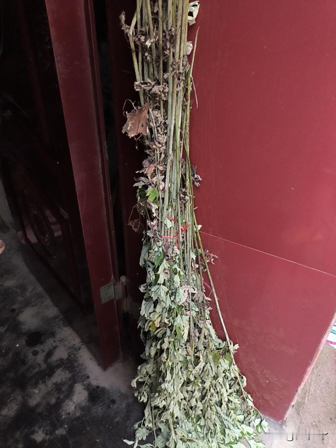 早晨起来煮了几个粽子，几瓣儿大蒜和两个鸡蛋，门口的艾草是昨天就放好的，这就算过端